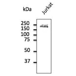 Western Blot - Anti-CD45 Antibody (AB0100) - Antibodies.com