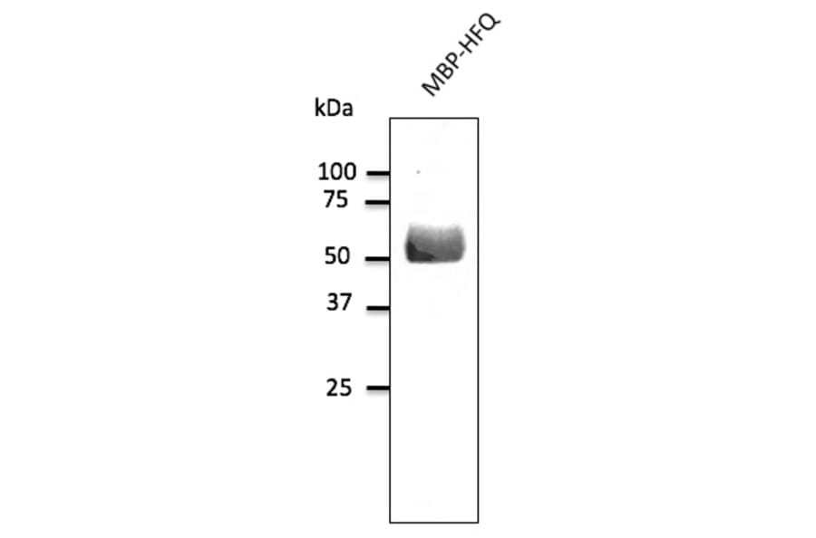 Western Blot - Anti-HFQ Antibody (A121677) - Antibodies.com