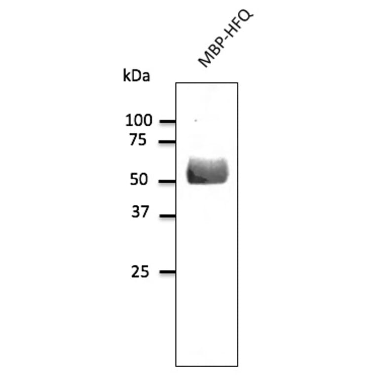 Western Blot - Anti-HFQ Antibody (A121677) - Antibodies.com