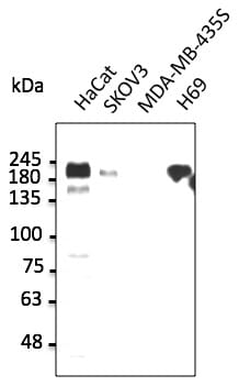 HaCaT, SKOV3, MDA-MB-435S, and H69 cell lysates detected with Anti-ERBB1 Antibody at a 1:2,500 dilution. Lysates at 50µg per lane and rabbit anti-goat IgG antibody (HRP) at a 1:10,000 dilution.