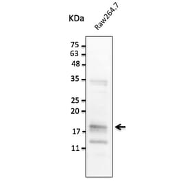 Western Blot - Anti-TNF alpha Antibody (AB0109) - Antibodies.com