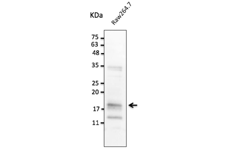 Western Blot - Anti-TNF alpha Antibody (AB0109) - Antibodies.com