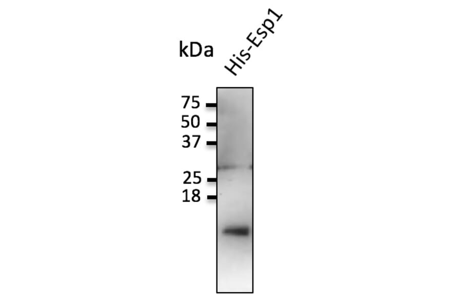 Western Blot - Anti-ESP1 Antibody (AB0110) - Antibodies.com