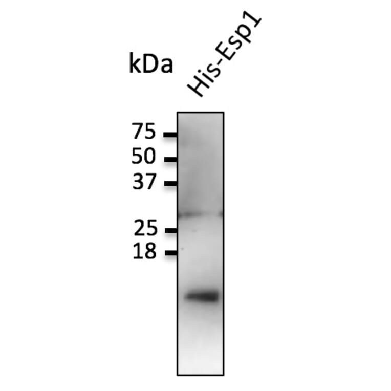 Western Blot - Anti-ESP1 Antibody (AB0110) - Antibodies.com