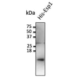 Western Blot - Anti-ESP1 Antibody (AB0110) - Antibodies.com
