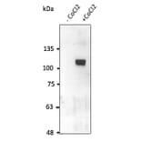 Western Blot - Anti-HIF-1 alpha Antibody (AB0112) - Antibodies.com