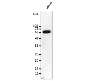 Western Blot - Anti-VSV-G Tag Antibody (AB0113) - Antibodies.com