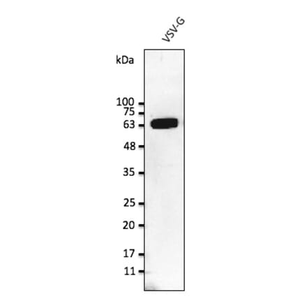 Western Blot - Anti-VSV-G Tag Antibody (AB0113) - Antibodies.com