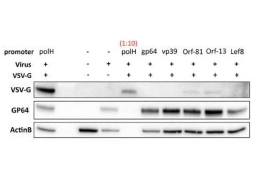 Western Blot - Anti-VSV-G Tag Antibody - Antibodies.com