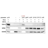 Western Blot - Anti-VSV-G Tag Antibody - Antibodies.com