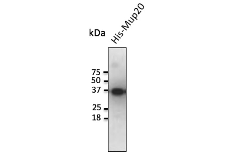 Western Blot - Anti-MUP20 Antibody (AB0114) - Antibodies.com