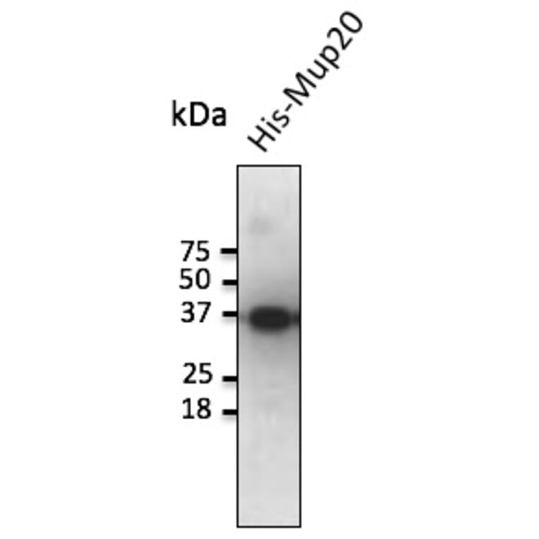 Western Blot - Anti-MUP20 Antibody (AB0114) - Antibodies.com