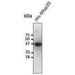 Western Blot - Anti-MUP20 Antibody (AB0114) - Antibodies.com
