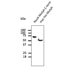 Western Blot - Anti-MUTYH Antibody (AB0118) - Antibodies.com