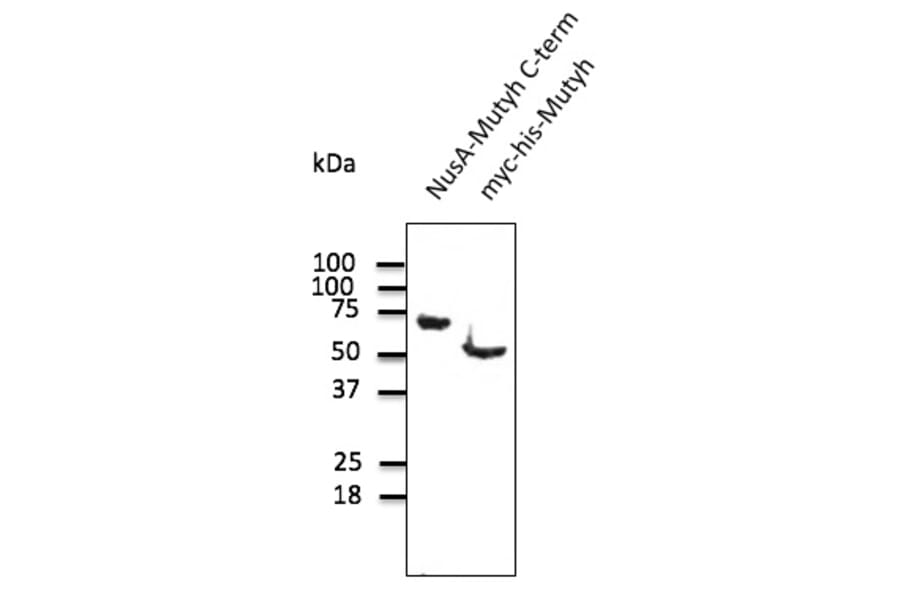 Western Blot - Anti-MUTYH Antibody (AB0118) - Antibodies.com