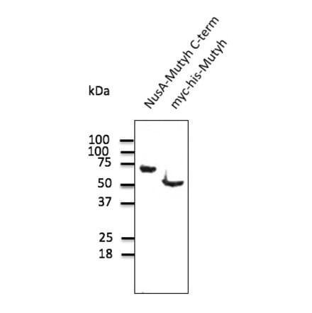 Western Blot - Anti-MUTYH Antibody (AB0118) - Antibodies.com