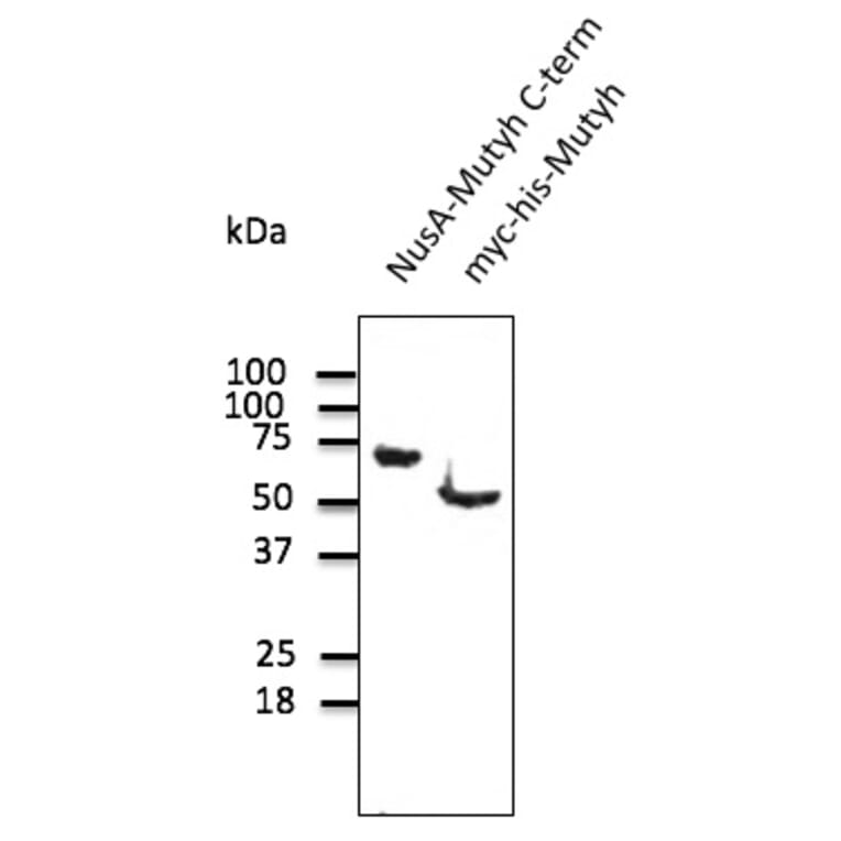 Western Blot - Anti-MUTYH Antibody (AB0118) - Antibodies.com