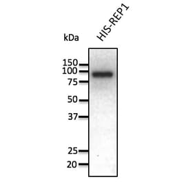 Western Blot - Anti-REP1 Antibody (AB0123) - Antibodies.com