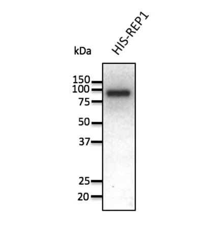 Western Blot - Anti-REP1 Antibody (AB0123) - Antibodies.com