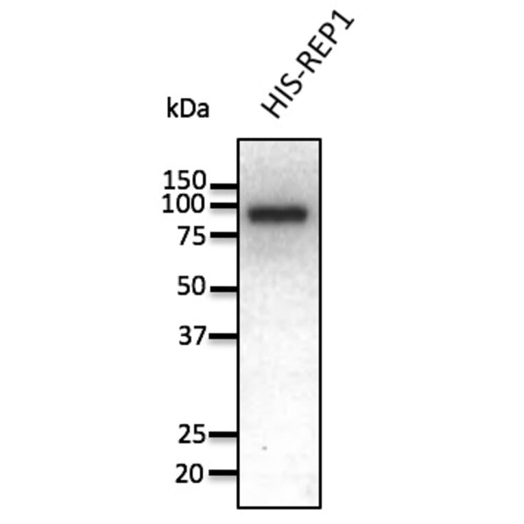 Western Blot - Anti-REP1 Antibody (AB0123) - Antibodies.com