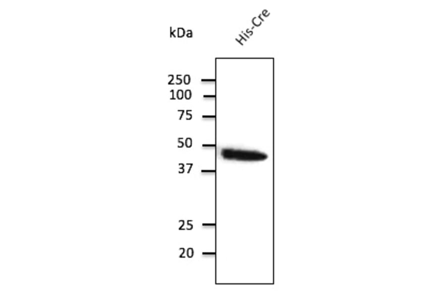 Western Blot - Anti-Cre Antibody (AB0124) - Antibodies.com