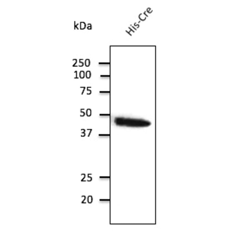 Western Blot - Anti-Cre Antibody (AB0124) - Antibodies.com
