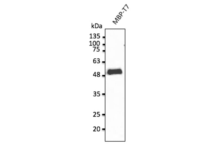 Western Blot - Anti-T7 Tag Antibody (AB0126) - Antibodies.com