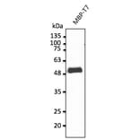 Western Blot - Anti-T7 Tag Antibody (AB0126) - Antibodies.com