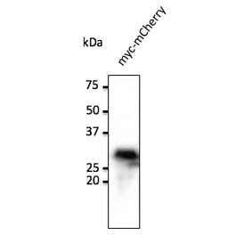 Western Blot - Anti-Myc Tag Antibody (AB0127) - Antibodies.com
