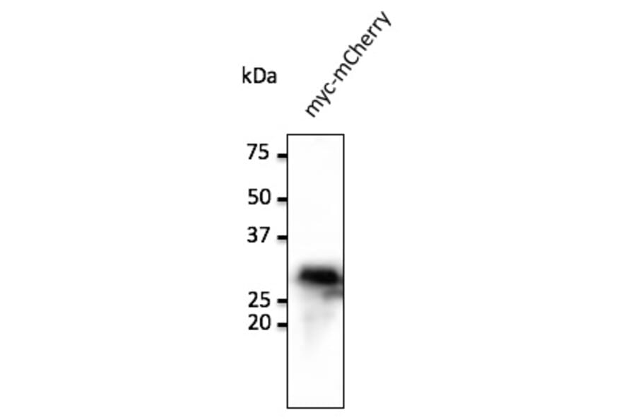 Western Blot - Anti-Myc Tag Antibody (AB0127) - Antibodies.com