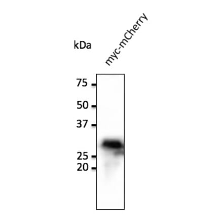 Western Blot - Anti-Myc Tag Antibody (AB0127) - Antibodies.com