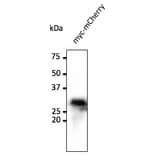 Western Blot - Anti-Myc Tag Antibody (AB0127) - Antibodies.com