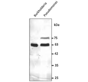 Western Blot - Anti-GroEL Antibody (AB0130) - Antibodies.com