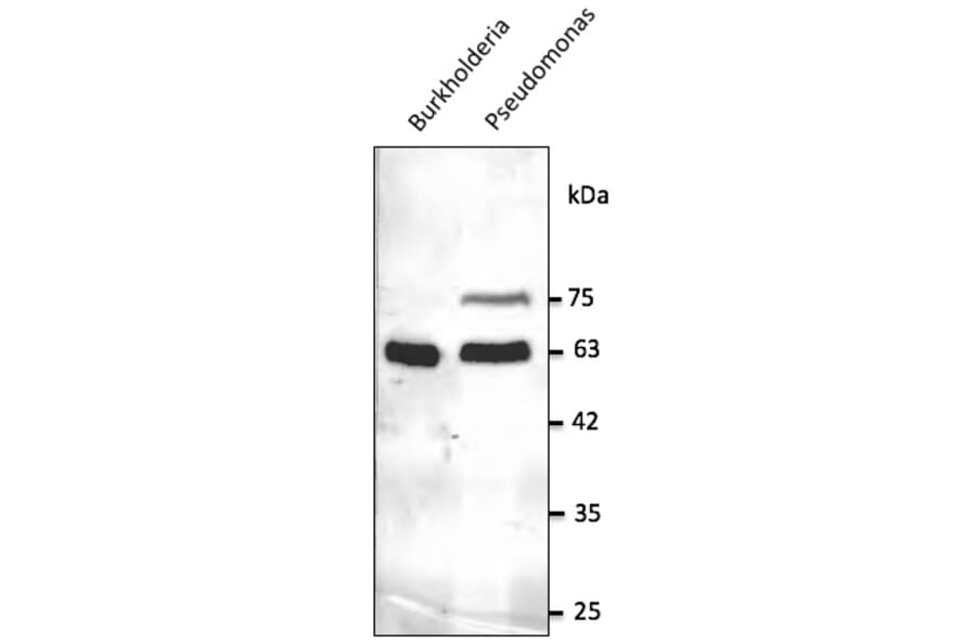 Western Blot - Anti-GroEL Antibody (AB0130) - Antibodies.com