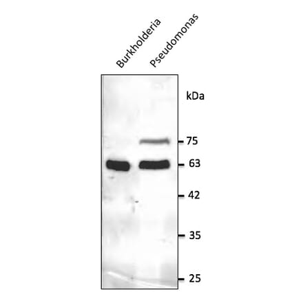 Western Blot - Anti-GroEL Antibody (AB0130) - Antibodies.com