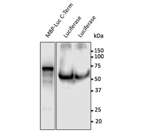 Western Blot - Anti-Luciferase Antibody (AB0131) - Antibodies.com