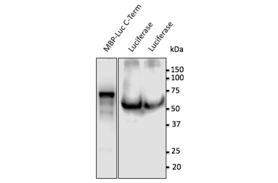 Western Blot - Anti-Luciferase Antibody (AB0131) - Antibodies.com
