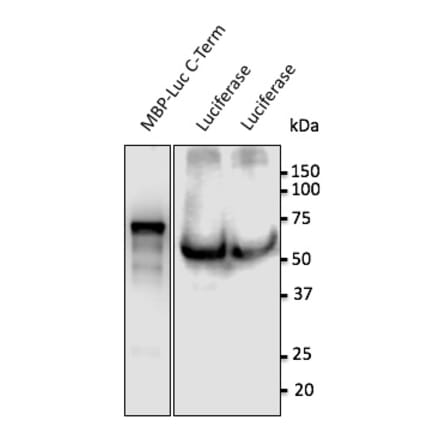 Western Blot - Anti-Luciferase Antibody (AB0131) - Antibodies.com