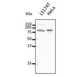 Western Blot - Anti-REP2 Antibody (AB0132) - Antibodies.com