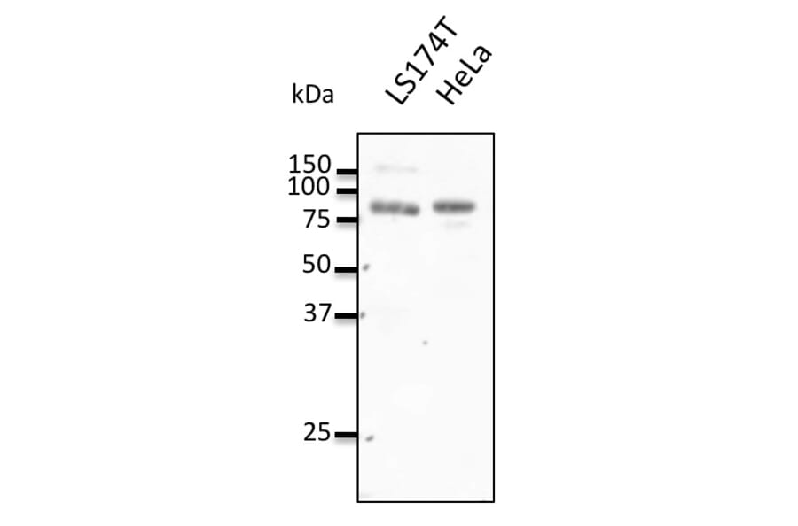 Western Blot - Anti-REP2 Antibody (AB0132) - Antibodies.com