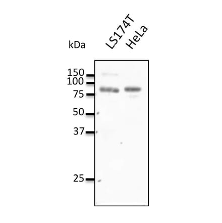 Western Blot - Anti-REP2 Antibody (AB0132) - Antibodies.com