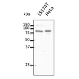Western Blot - Anti-REP2 Antibody (AB0132) - Antibodies.com