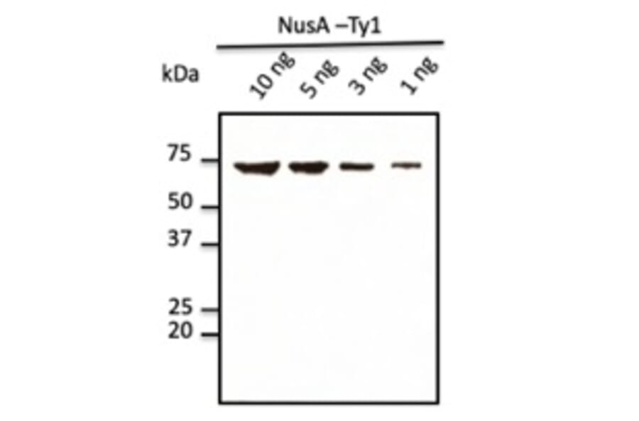 Western Blot - Anti-Ty1 Tag Antibody (AB0133) - Antibodies.com