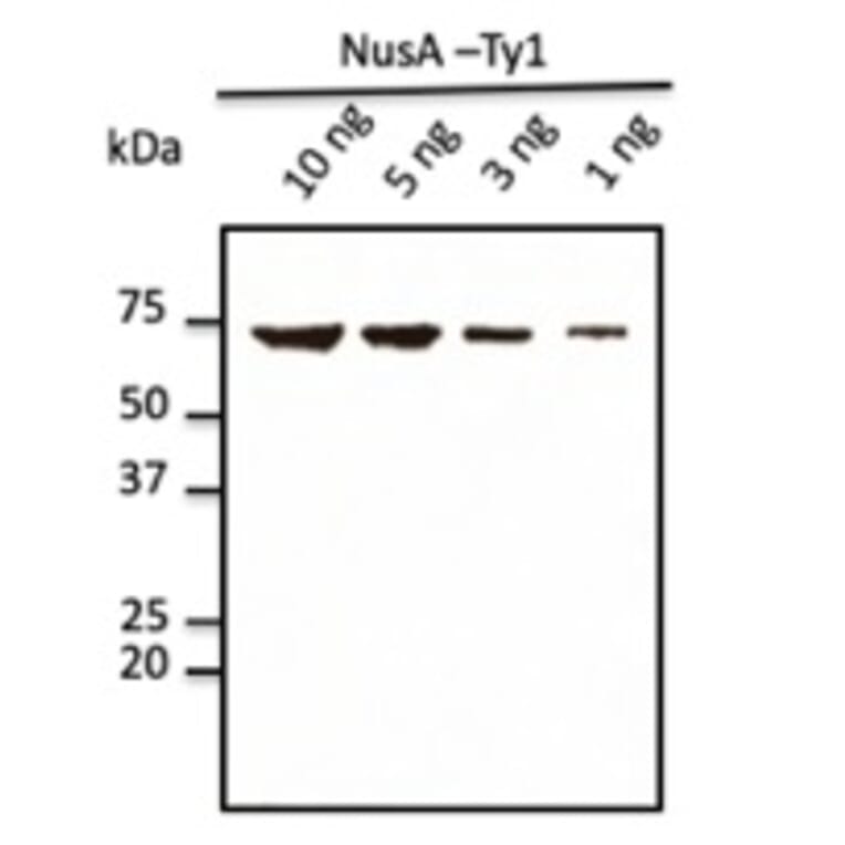 Western Blot - Anti-Ty1 Tag Antibody (AB0133) - Antibodies.com