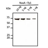 Western Blot - Anti-Ty1 Tag Antibody (AB0133) - Antibodies.com
