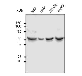 Western Blot - Anti-TUBA4A Antibody (AB0134) - Antibodies.com