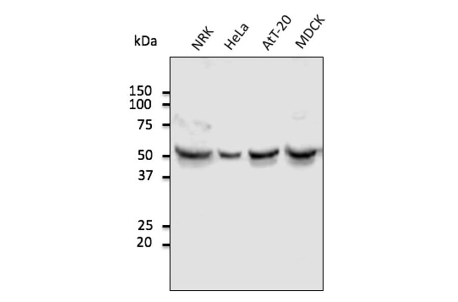 Western Blot - Anti-TUBA4A Antibody (AB0134) - Antibodies.com