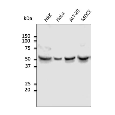 Western Blot - Anti-TUBA4A Antibody (AB0134) - Antibodies.com