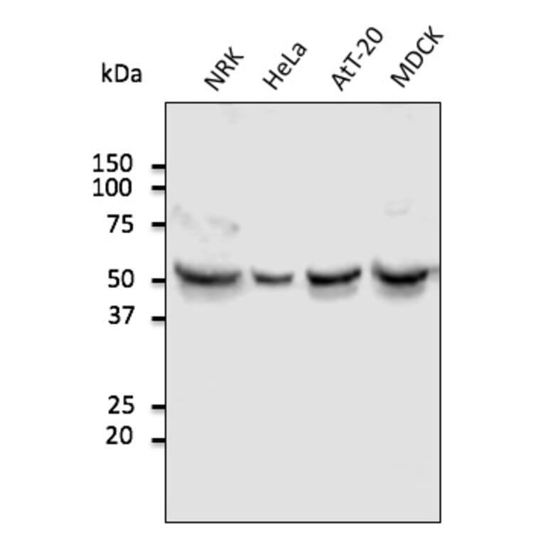 Western Blot - Anti-TUBA4A Antibody (AB0134) - Antibodies.com