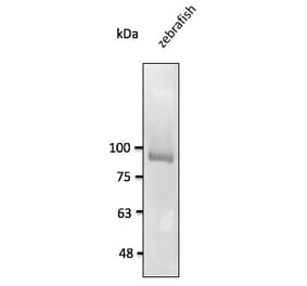 Western Blot - Anti-CDH11 Antibody (AB0138) - Antibodies.com